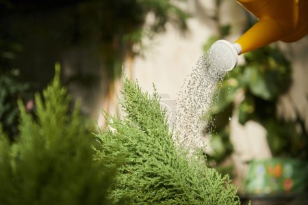 Téléchargez les photos : Cropped image of gardener watering rosemary shrub - en image libre de droit