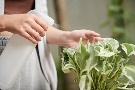 Téléchargez les photos : Hands of woman watering plant with variegated leaves - en image libre de droit