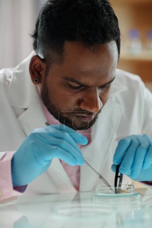 Foto de Joven microbiólogo serio afroamericano en bata de laboratorio y guantes protectores usando instrumentos médicos mientras corta plántulas diminutas en placas de Petri - Imagen libre de derechos