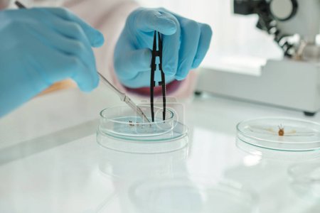 Foto de Primer plano de las manos enguantadas de biólogo o biotecnólogo con instrumentos médicos que cortan pequeñas plantas en placas de Petri por lugar de trabajo - Imagen libre de derechos