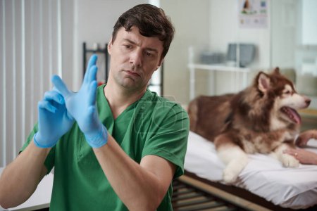 Photo for Veterinarian putting on silicone gloves to examine and palpate dog - Royalty Free Image