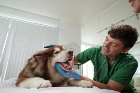 Téléchargez les photos : Vétérinaire heureux demandant à Samoyed chien d'ouvrir la bouche afin qu'il puisse vérifier sa langue et ses dents - en image libre de droit