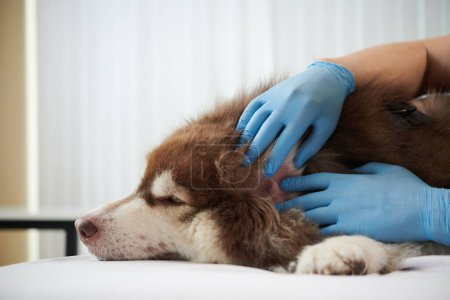 Photo for Doctor wearing silicone gloves when checking ears of Samoyed dog - Royalty Free Image