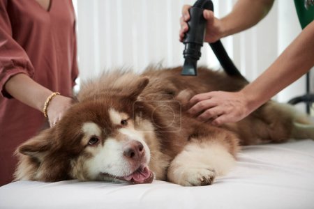 Vet vacuum cleaning big fluffy samoyed dog