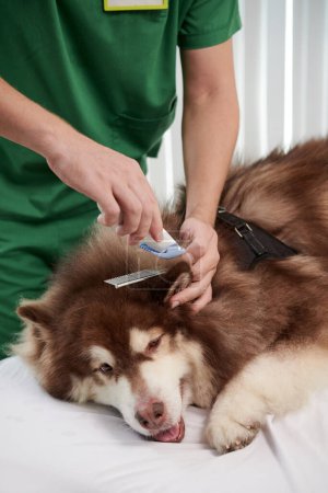 Foto de Veterinario afeitar las orejas de peludo samoyed perro - Imagen libre de derechos