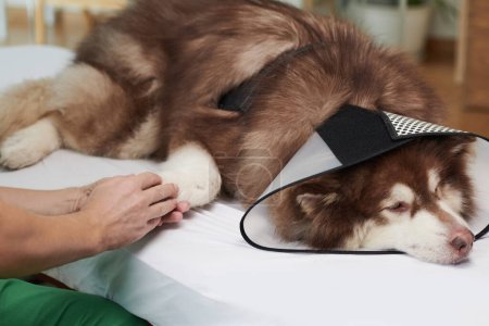 Téléchargez les photos : Mains du vétérinaire toucher patte du chien malade pour calmer l'animal - en image libre de droit