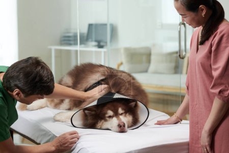 Foto de Veterinario examinando perro enfermo con collar de cono - Imagen libre de derechos