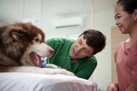 Foto de Veterinario mostrando mal diente a dueño de perro samoyed - Imagen libre de derechos