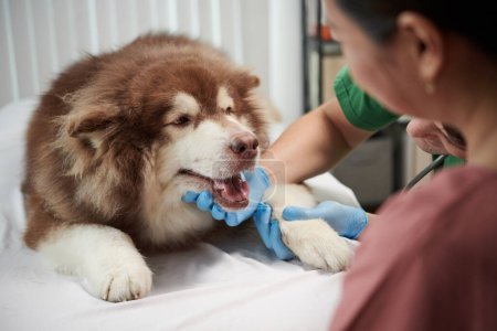 Téléchargez les photos : Vétérinaire demandant chien samoyed d'ouvrir la bouche afin qu'il puisse examiner les dents - en image libre de droit