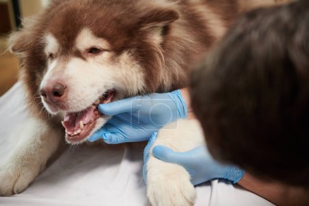 Foto de Imagen de primer plano del veterinario que usa guantes al revisar los dientes de un perro somoyed - Imagen libre de derechos