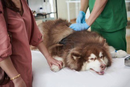 Foto de Propietario tocar la pata del perro samoyed cuando el médico inyecta la vacuna - Imagen libre de derechos