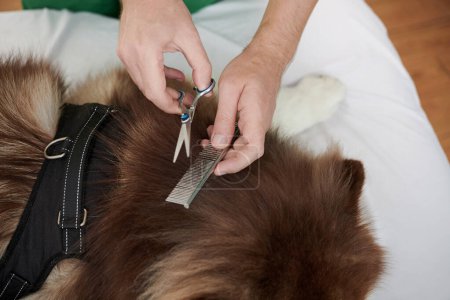 Téléchargez les photos : Mains de toiletteur coupe fourrure de chien samoyed - en image libre de droit