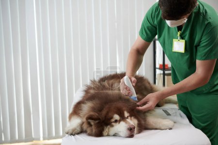Téléchargez les photos : Vet rasage emmêlé et noué fourrure de grand chien samoyed - en image libre de droit