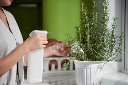 Photo for Cropped image of woman spraying rosemary plant in white flowerpot - Royalty Free Image