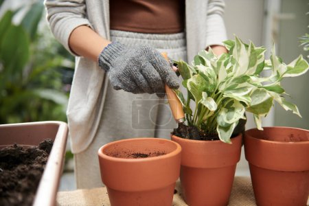 Téléchargez les photos : Image rapprochée de la femme en gants mettant une plante de pothos dans un pot en argile - en image libre de droit