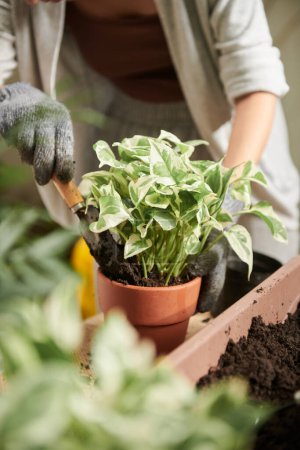 Téléchargez les photos : Image rapprochée du jardinier ajoutant un sol fertile dans un pot de fleurs - en image libre de droit