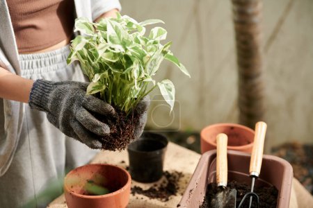 Téléchargez les photos : Femme appréciant planter des fleurs dans des pots pour décorer la maison - en image libre de droit