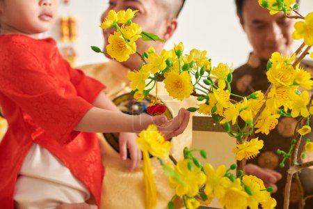 Téléchargez les photos : Abricot fleuri avec de grandes fleurs jaunes décorées pour la célébration du Têt - en image libre de droit