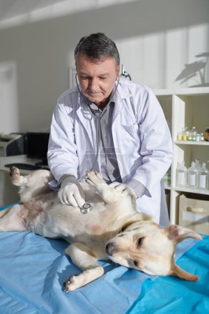 Photo for Veterinarian with stethoscope checking breath of labrador dog during annual examination - Royalty Free Image