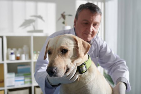 Téléchargez les photos : Vétérinaire expérimenté vérifiant le rythme cardiaque du chien labrador lors du contrôle annuel - en image libre de droit