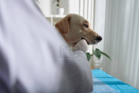 Téléchargez les photos : Vétérinaire portant des gants en silicone pour palper le chien labrador lors du contrôle annuel - en image libre de droit