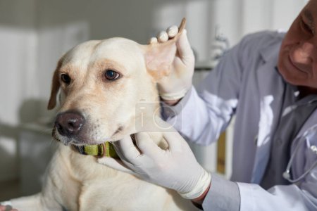 Foto de Veterinario experimentado revisando las orejas de perro labrador durante el chequeo anual - Imagen libre de derechos
