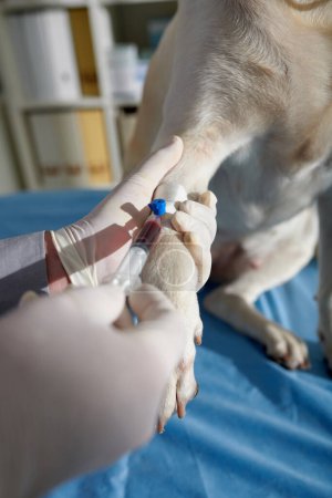 Foto de Imagen de primer plano del médico tomando muestra de sangre de la pierna del perro labrador - Imagen libre de derechos