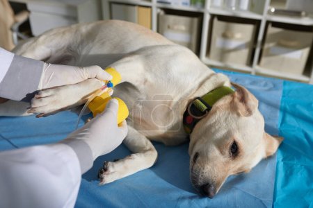 Calm labrador dog waiting when doctor applying yellow vetwrap to fix intravenous catheter on paw