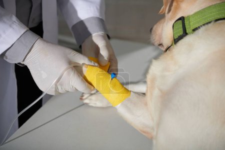 Téléchargez les photos : Image rapprochée du vétérinaire appliquant une pellicule jaune pour fixer le cathéter intraveineux sur la patte - en image libre de droit