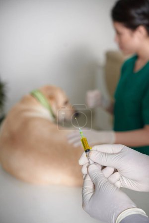 Foto de Manos del veterinario que sostiene la jeringa con el medicamento cuando la enfermera fija al perro en la mesa - Imagen libre de derechos