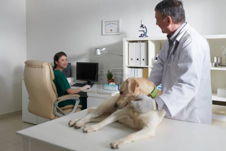Foto de Veterinario examinando perro labrador retriever cuando enfermera llenar tarjeta médica en la computadora en segundo plano - Imagen libre de derechos