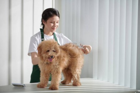 Téléchargez les photos : Jeune toiletteur souriant manteau de coupe de chien avec des ciseaux pointus - en image libre de droit