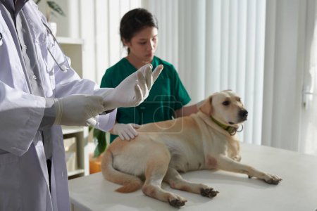 Foto de Veterinario con guantes de silicona antes de examinar y palpar perro durante el chequeo anual - Imagen libre de derechos