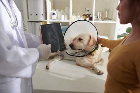 Foto de Imagen recortada del veterinario que muestra la computadora del comprimido con imagen de rayos X de la columna vertebral de los perros al propietario - Imagen libre de derechos