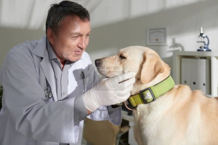 Foto de Veterinario experimentado revisando los ojos del perro labrador retriever - Imagen libre de derechos
