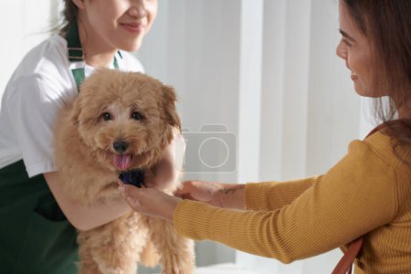 Foto de Enfermera médica dando recuperado perro a feliz propietario - Imagen libre de derechos