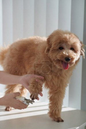 Foto de Manos de peluquero recortar las uñas de perro rizado lindo pequeño con clipper - Imagen libre de derechos
