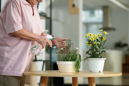 Photo for Happy aged woman spraying and watering blooming flowers at home - Royalty Free Image