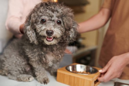Foto de Adorable perrito rizado sentado en el mostrador de la cocina junto a su tazón - Imagen libre de derechos