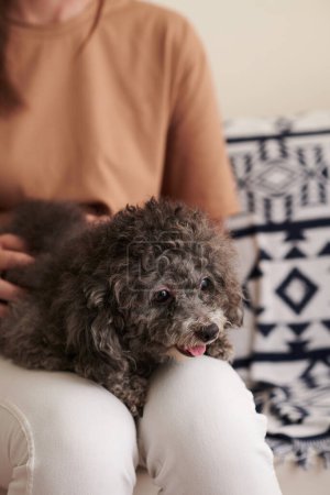Photo for Cute adorable small curly dog sitting on laps of young woman - Royalty Free Image