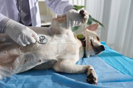 Foto de Veterinario en guantes médicos escuchando aliento de perro labrador retriever acostado en la mesa médica durante el examen anual - Imagen libre de derechos
