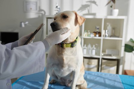 Téléchargez les photos : Vétérinaire avec ordinateur tablette examinant chien sur la table médicale en clinique - en image libre de droit