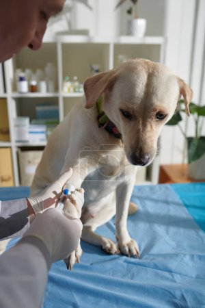 Foto de Veterinario toma pequeñas muestras de sangre de la pierna del perro labrador - Imagen libre de derechos
