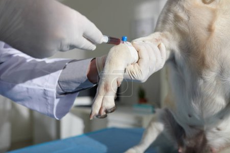 Foto de Proceso de veterinario haciendo recogida de sangre vena cefálica canina - Imagen libre de derechos