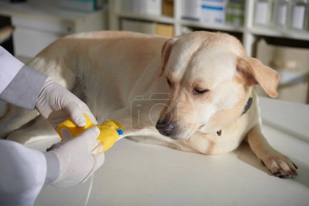 Foto de Calma perro labrador mirando al médico aplicando un vetwrap amarillo para fijar el catéter intravenoso en la pata - Imagen libre de derechos