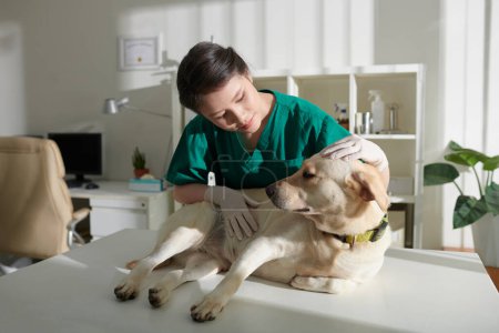 Photo for Veterinary nurse examining labrador dog lying on medical table - Royalty Free Image