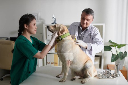 Téléchargez les photos : Infirmière tenant la tête du chien lors de l'injection de médicaments vétérinaires derrière les épaules des chiens - en image libre de droit