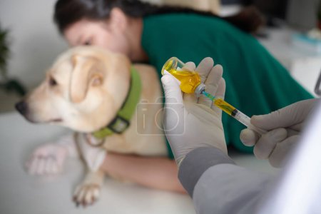 Foto de Imagen de primer plano del veterinario llenando la jeringa con medicamentos cuando la enfermera fija al perro en la mesa - Imagen libre de derechos