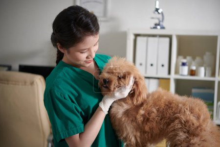 Foto de Enfermera veterinaria en guantes médicos jugando con un perrito esponjoso - Imagen libre de derechos