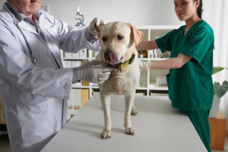 Foto de Veterinario y enfermera examinando perro labrador retriever de pie sobre la mesa - Imagen libre de derechos